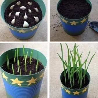 Ako pestovať cesnak doma?