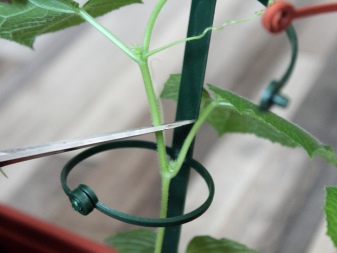 Ako rezať uhorky v skleníku?