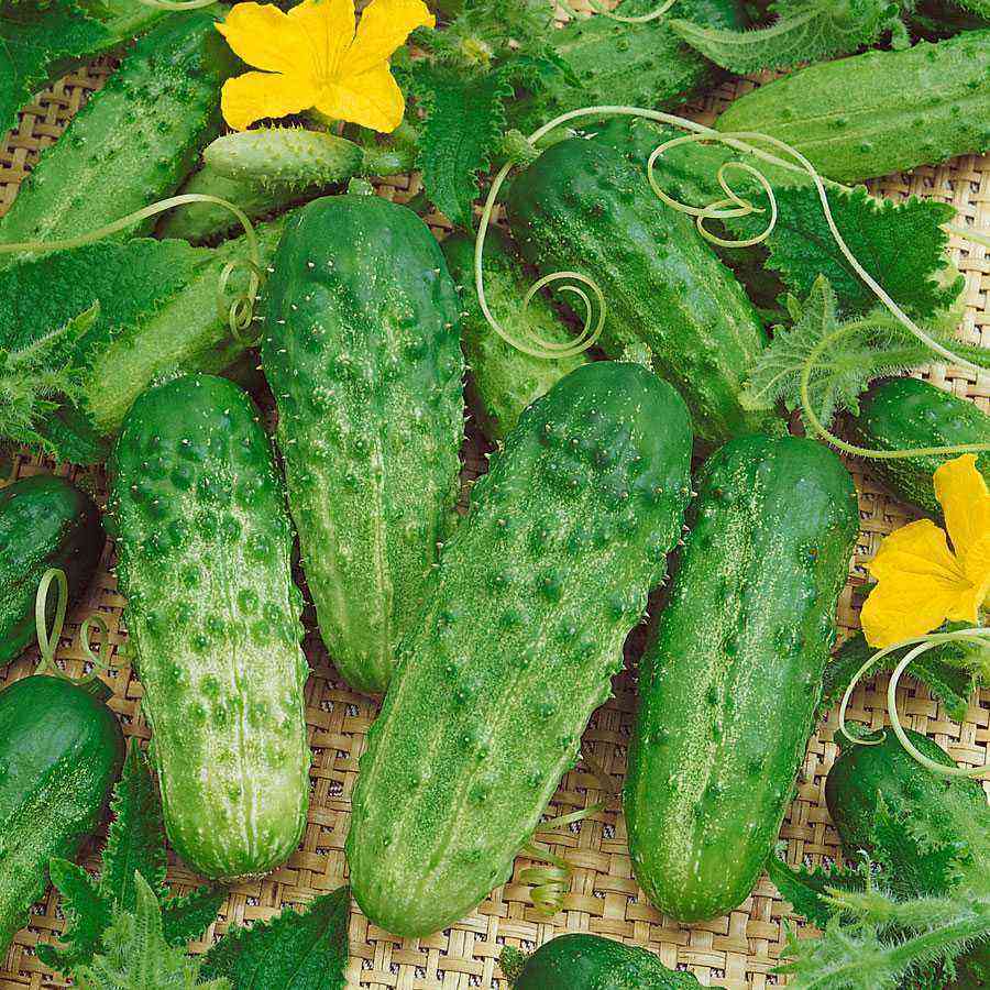 Ako si vybrať správny hybrid uhoriek na výsadbu v krajine
