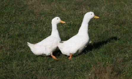 Kačice moskovské, ukrajinské a iné plemená.  Ako vyzerá domáca brojlerová kačica?  Kto sú biele tŕne?