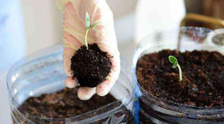 Urob si sám sadenice uhoriek: od semena po ovocie