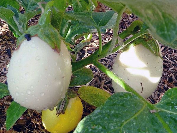 Vlastnosti pestovania bieleho baklažánu