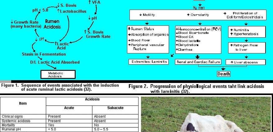 Acidóza bachora u kráv
