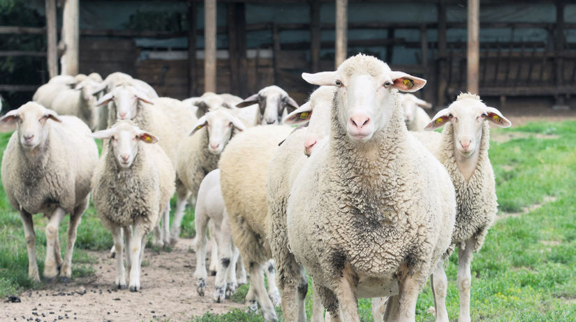 Aké ovce sa dajú dojiť, prečo sa nedoja všetky ovce, výrobky z ovčieho mlieka
