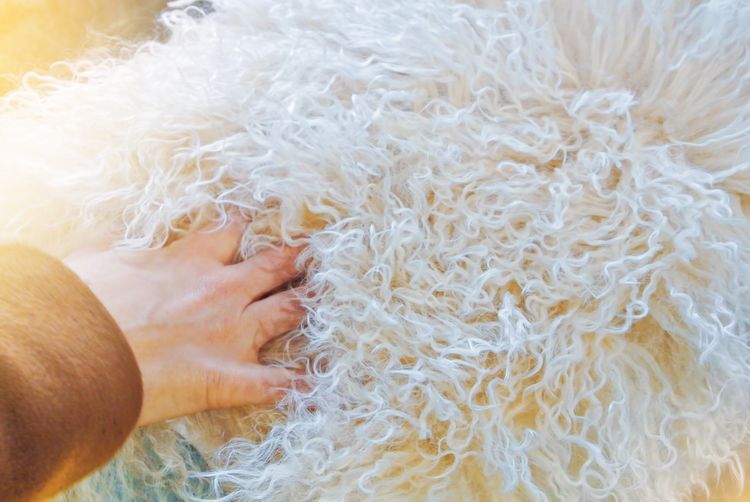 Ako a ako prať ovčiu vlnu (rúno) doma
