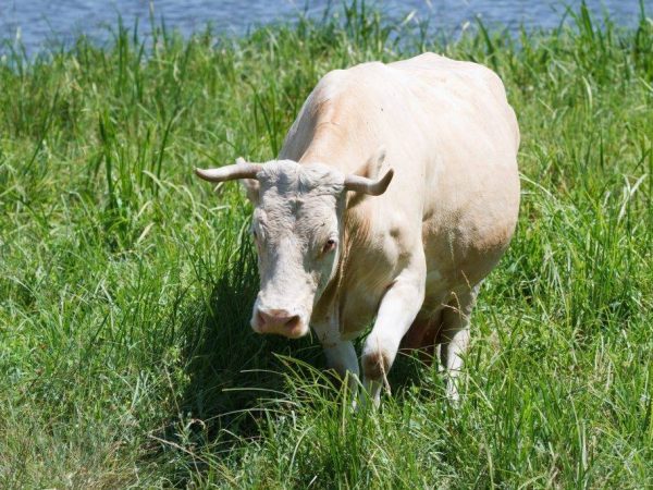 Ako dlho trvá gravidita kravy?