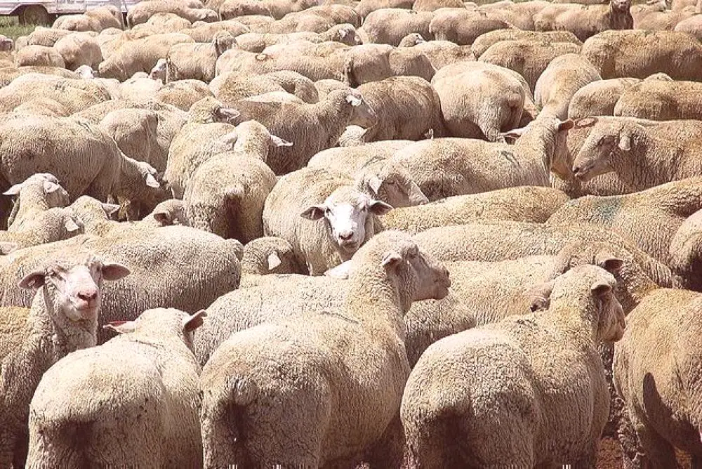 Ako identifikovať a liečiť bradzot u oviec: epizootológia, očkovanie