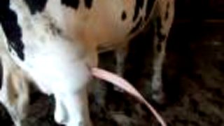 Ako liečiť absces u kravy?