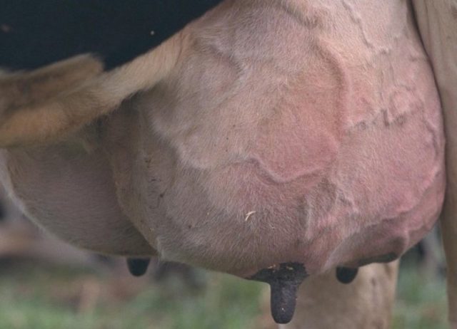 Ako liečiť latentnú mastitídu u kravy?