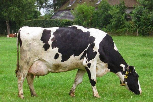 Ako liečiť mastitídu u kravy?