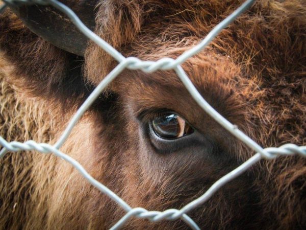 Ako liečiť tŕň v oku kravy?
