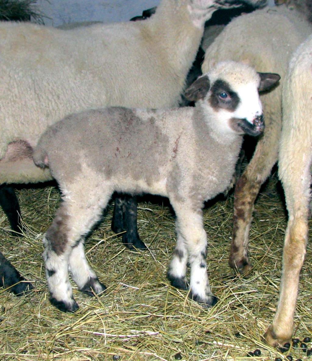 Ako pásť ovce: pojmy, normy a techniky