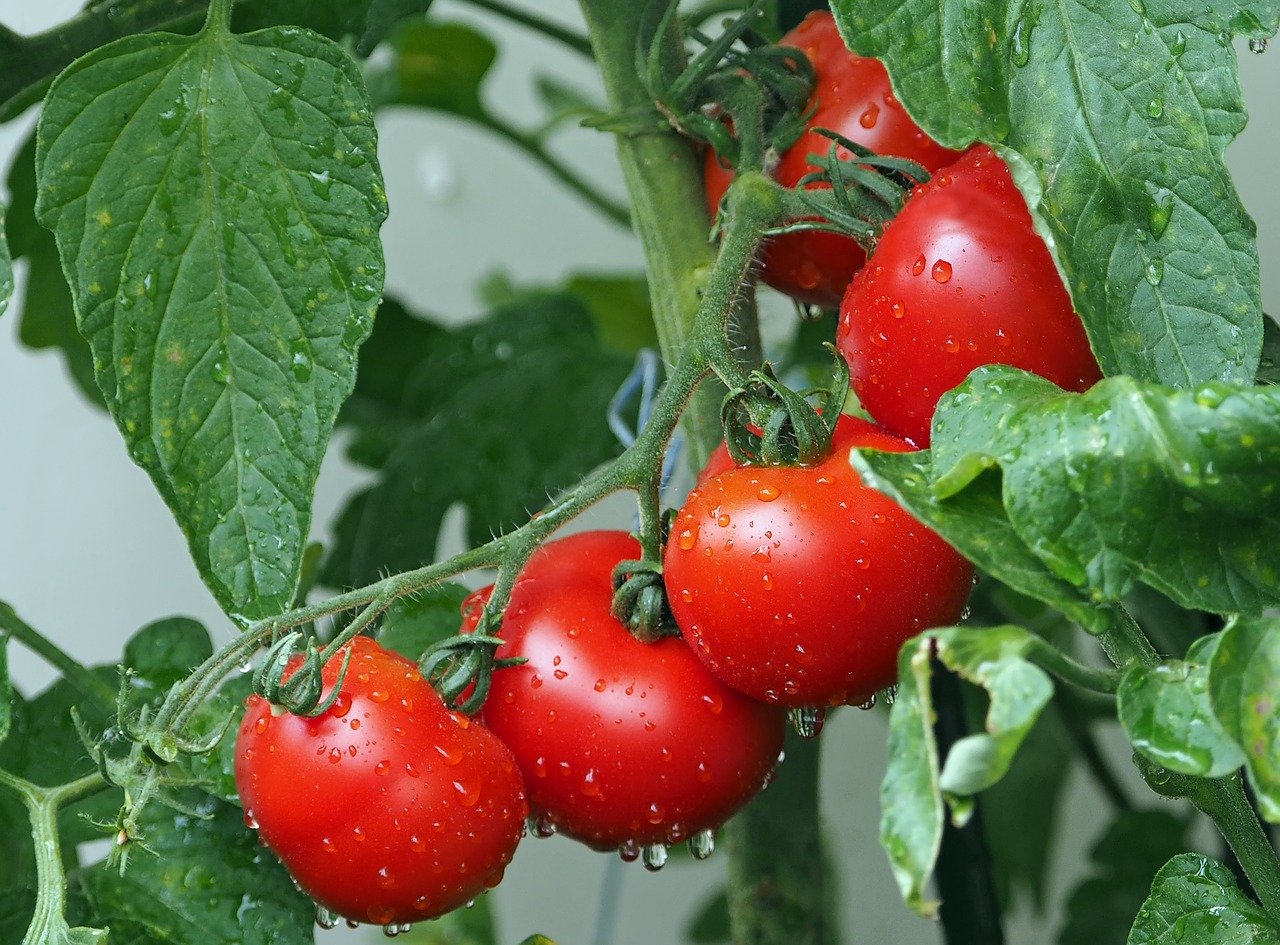 Ako pestovať paradajky doma: pokyny krok za krokom, funkcie starostlivosti