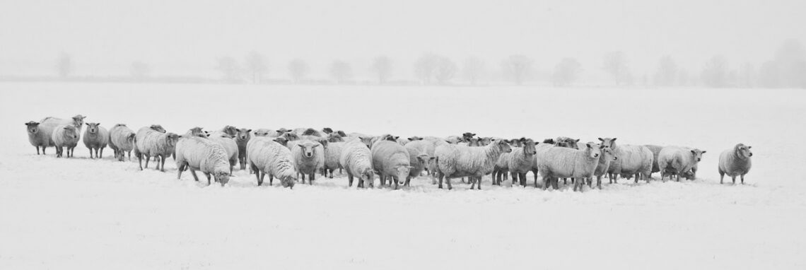 Ako správne kŕmiť ovce: v zime plemenné barany, po jahňatách mladé zvieratá, normy kŕmenia