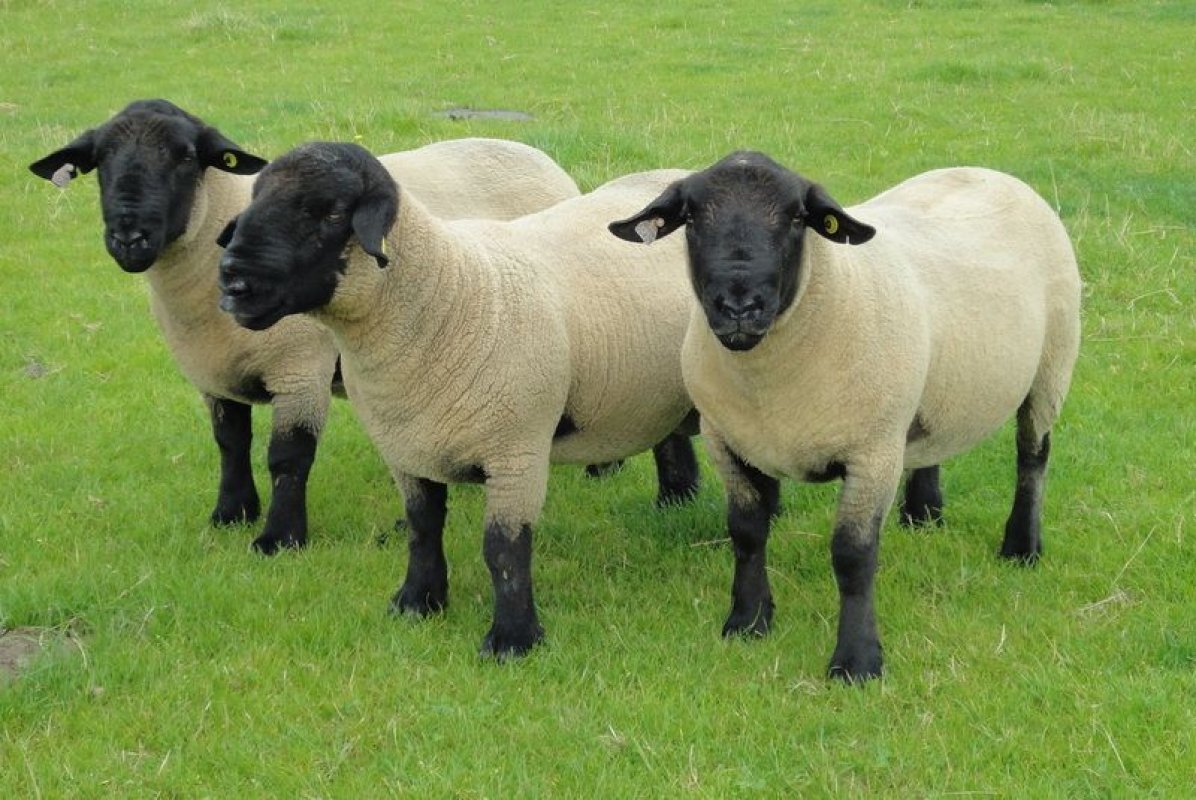 Anglické plemeno oviec Suffolk: vzhľad, popis oviec a baranov plemena