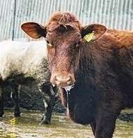 Choroby končatín u kráv a hovädzieho dobytka