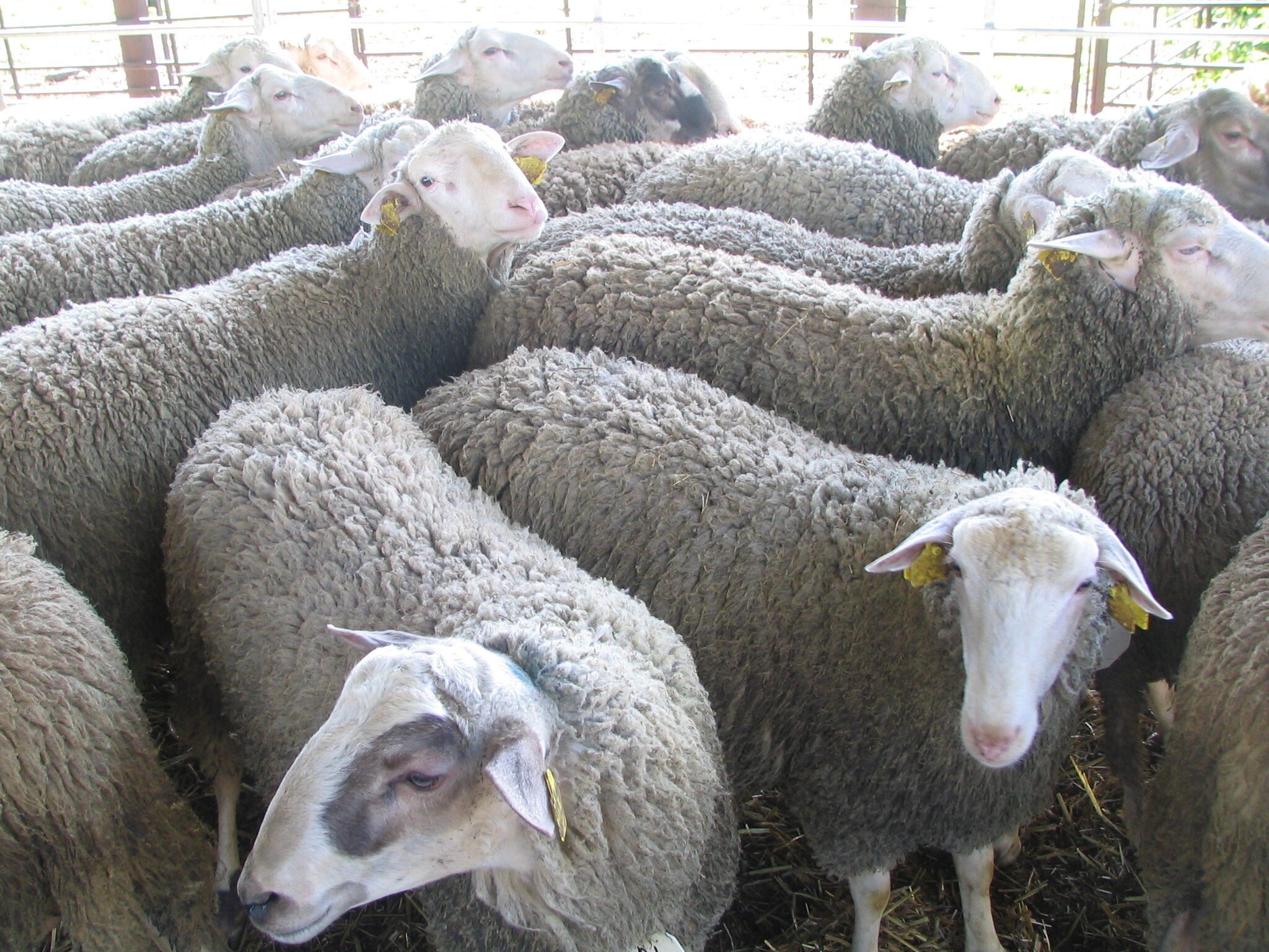 Chov jemnovlnných oviec: najznámejšie plemená, chov