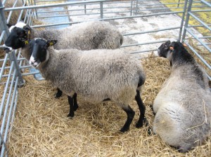 Čo je to tučná ovca: plemená, charakteristické črty