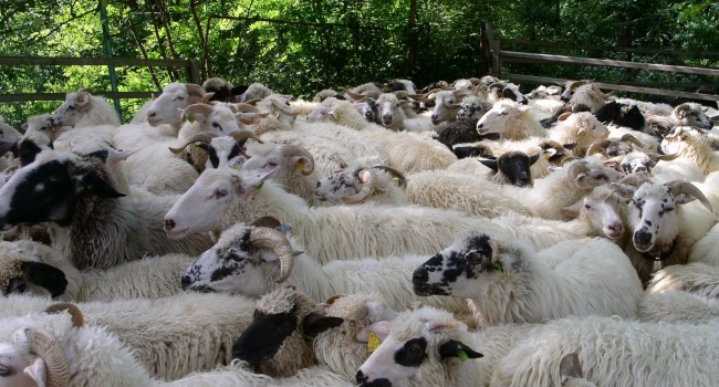 Divoké ovce: vlastnosti a druhy artiodaktyla so skrútenými rohmi