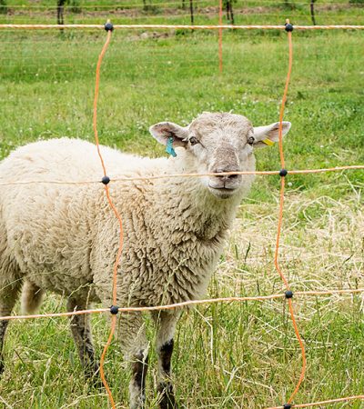 Elektronický pastier pre ovce: výhody a nevýhody, proces zvykania na ovce