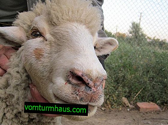 Estróza oviec – gadfly: diagnóza, príznaky ochorenia