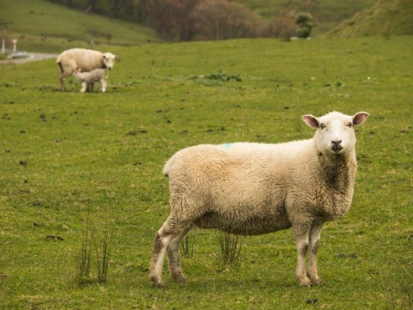 Gravidné (gravidné) ovce: koľko jahniat môže byť v jednom jahniatku, frekvencia gravidity