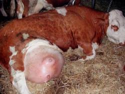 Hemoragická mastitída u kráv