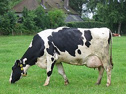 Holandské plemeno kráv