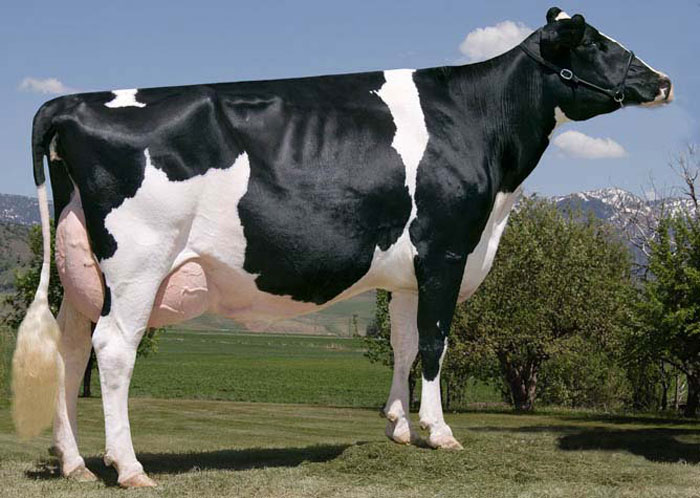 Holsteinské plemeno kráv