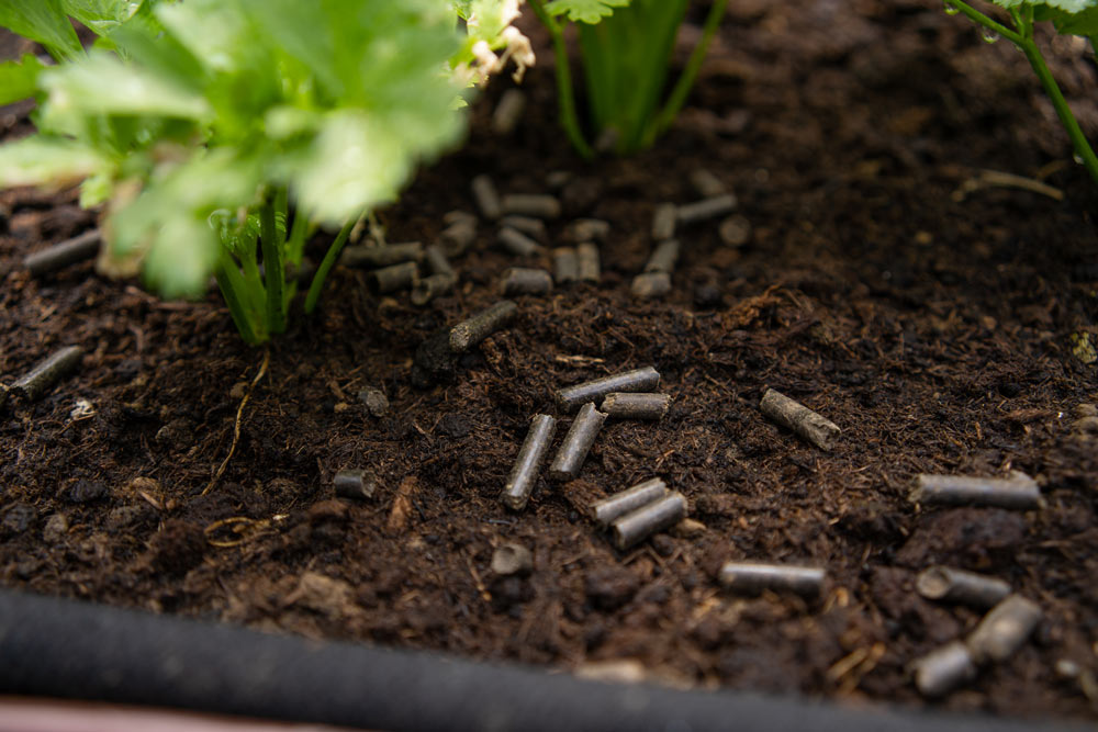 Je možné použiť ovčí hnoj alebo humus na hnojenie záhrady