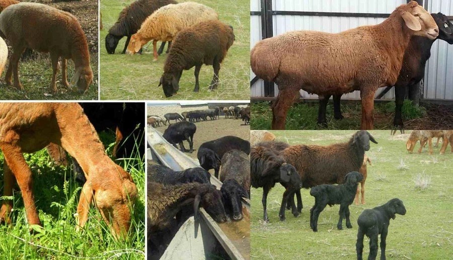 Kalmycká ovca s tučným chvostom: hlavné charakteristiky