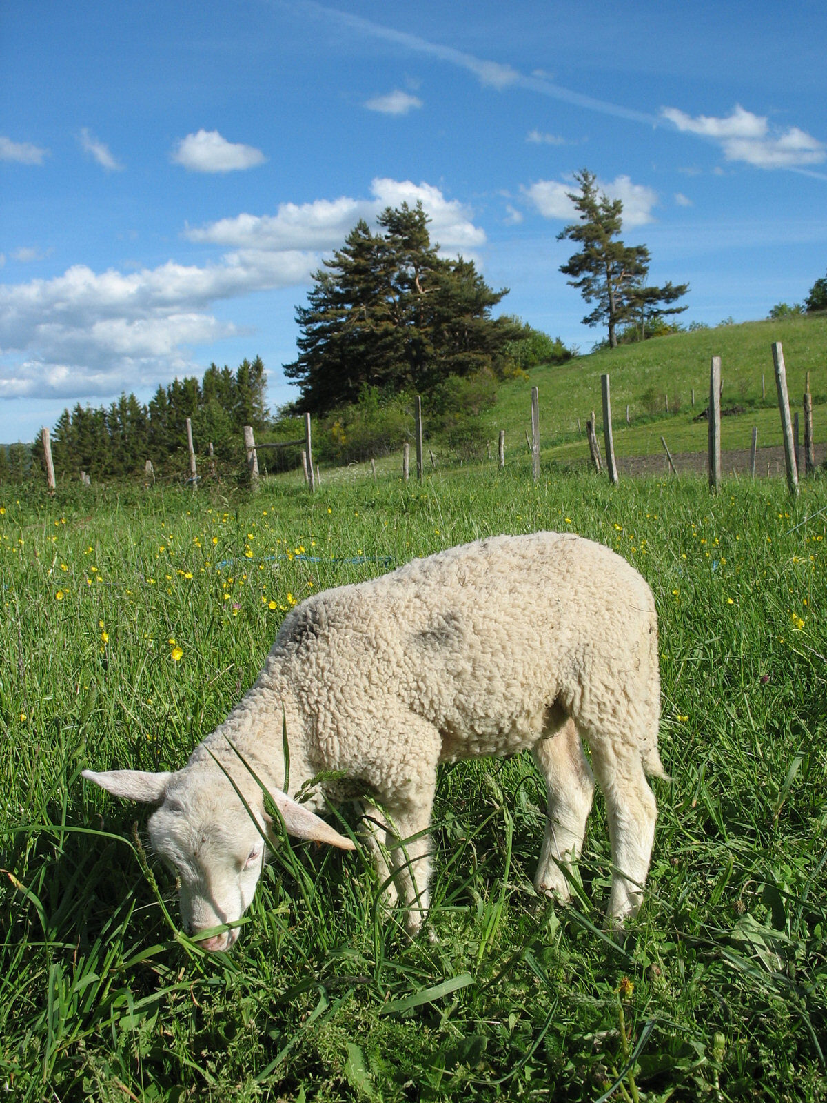 Koľko rokov sa dožívajú domáce barany a ovce?