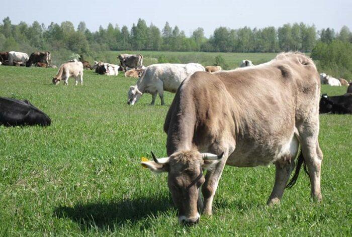 Kostroma plemeno kráv