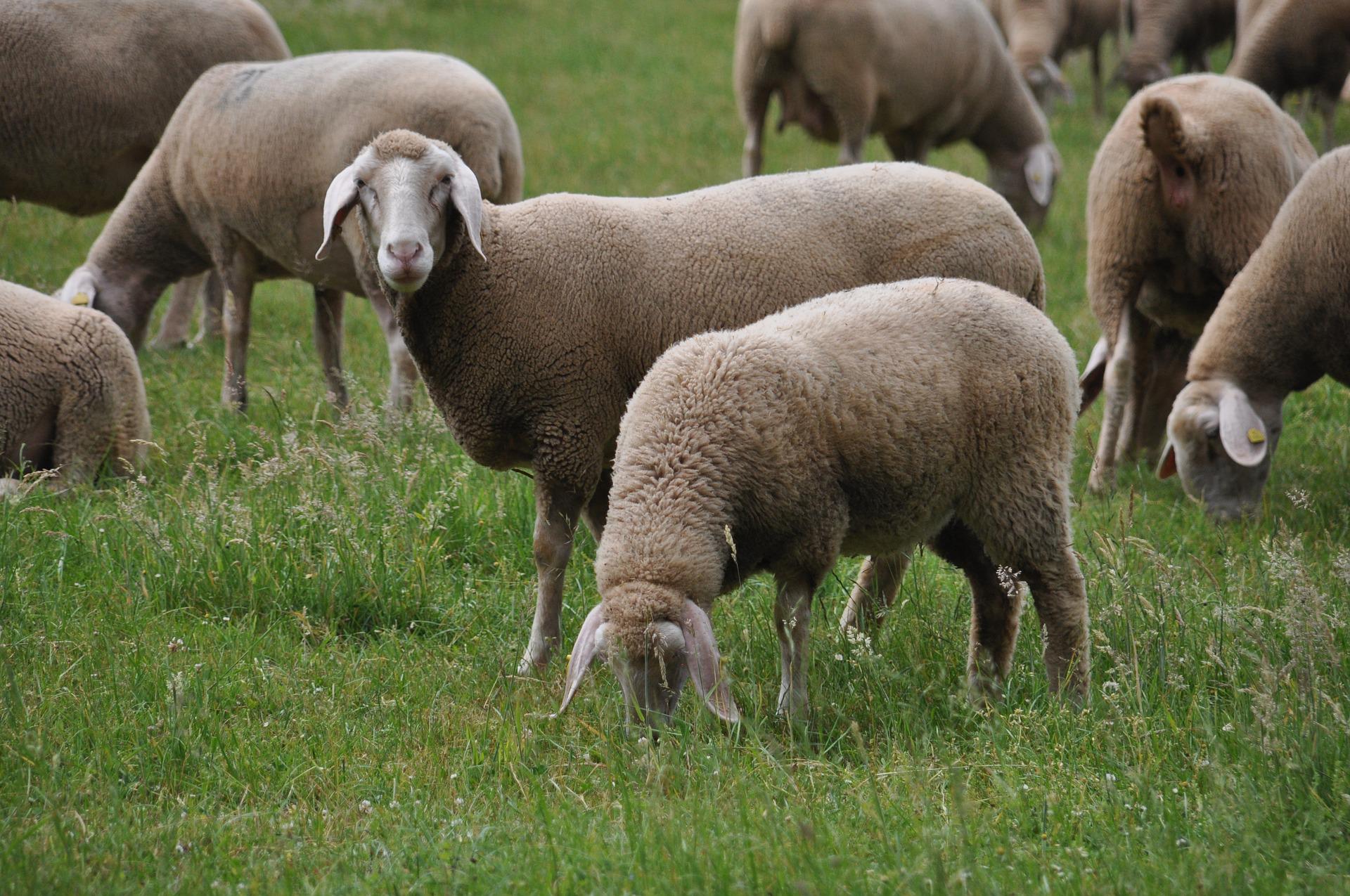 Merino ovce: dôstojnosť plemena, starostlivosť, hodnota vlny