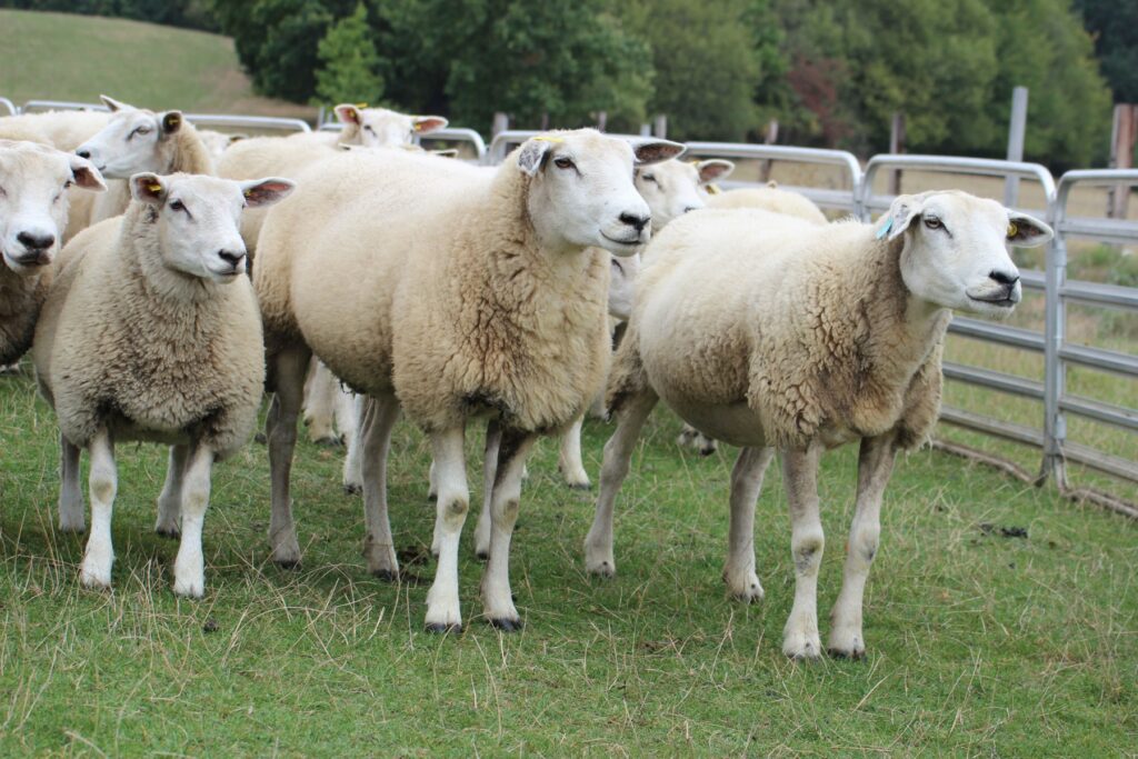 Ovce mäsového plemena Texel: popis, pôvod, chov
