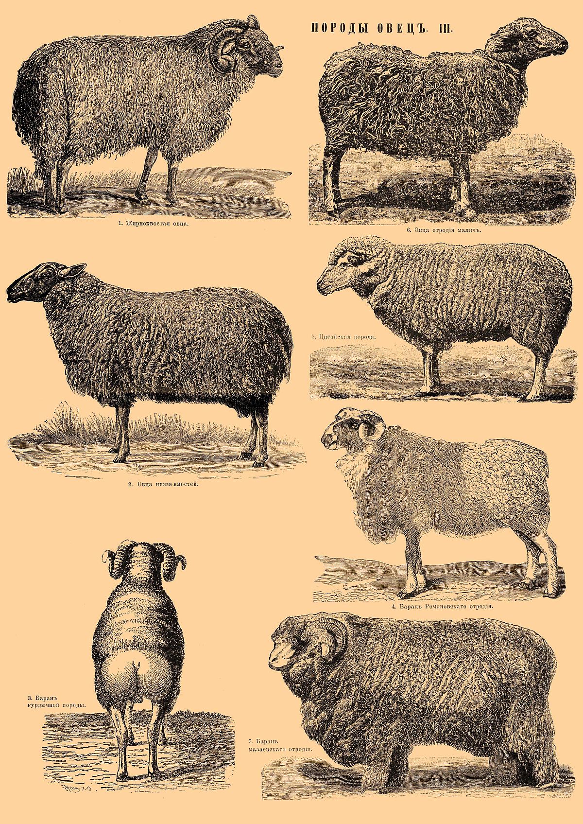 Ovce plemena Karachaev: popis, vlastnosti