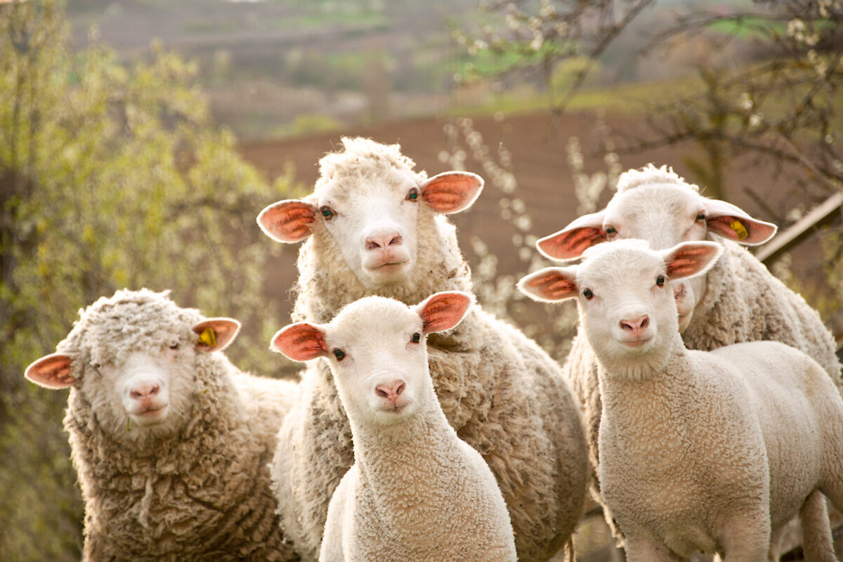 Pestovanie oviec bez chodenia doma