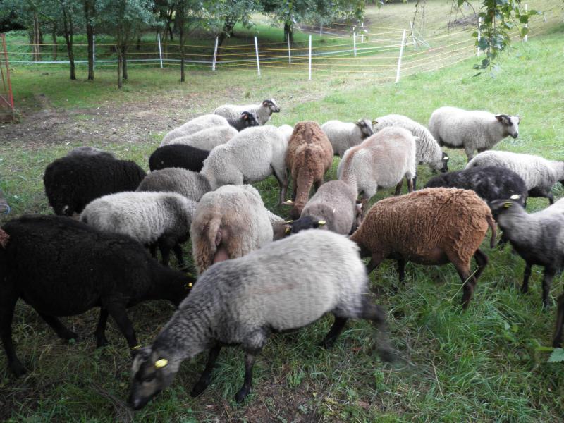 Plemeno ovčej vlny Tashlinskaya: popis, pôvod, chov