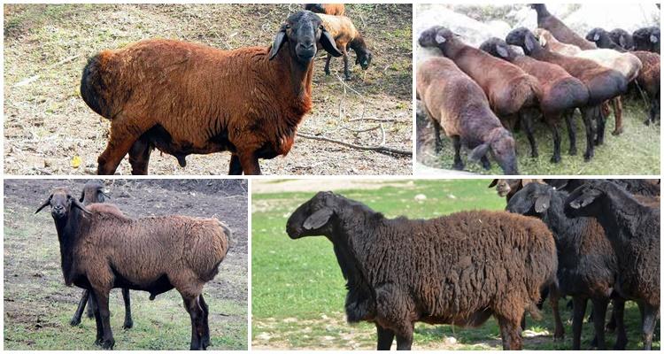 Plemeno oviec Gissar: pravidlá chovu, údržby a starostlivosti