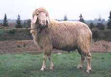 Plemeno oviec Karakul: vlastnosti, popis