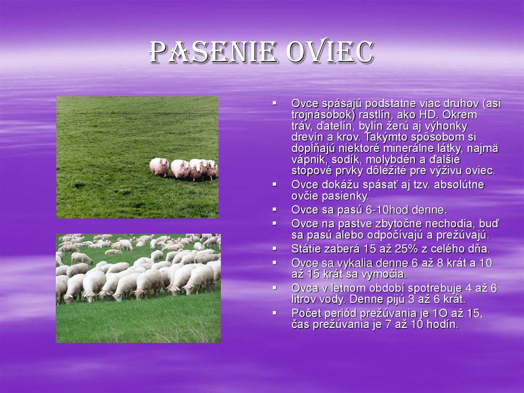Popis, sfarbenie, znaky správania altajských horských oviec