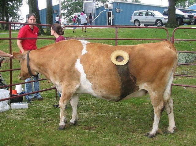 Prečo majú kravy dieru na boku?