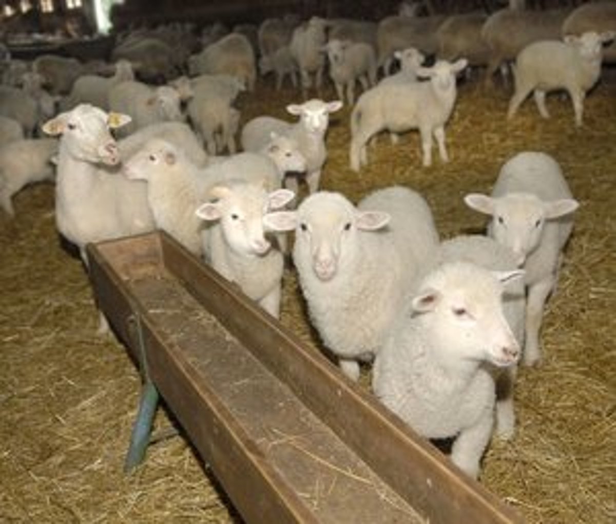 Prečo ovce, barany a jahňatá nemôžu stáť na zadných nohách
