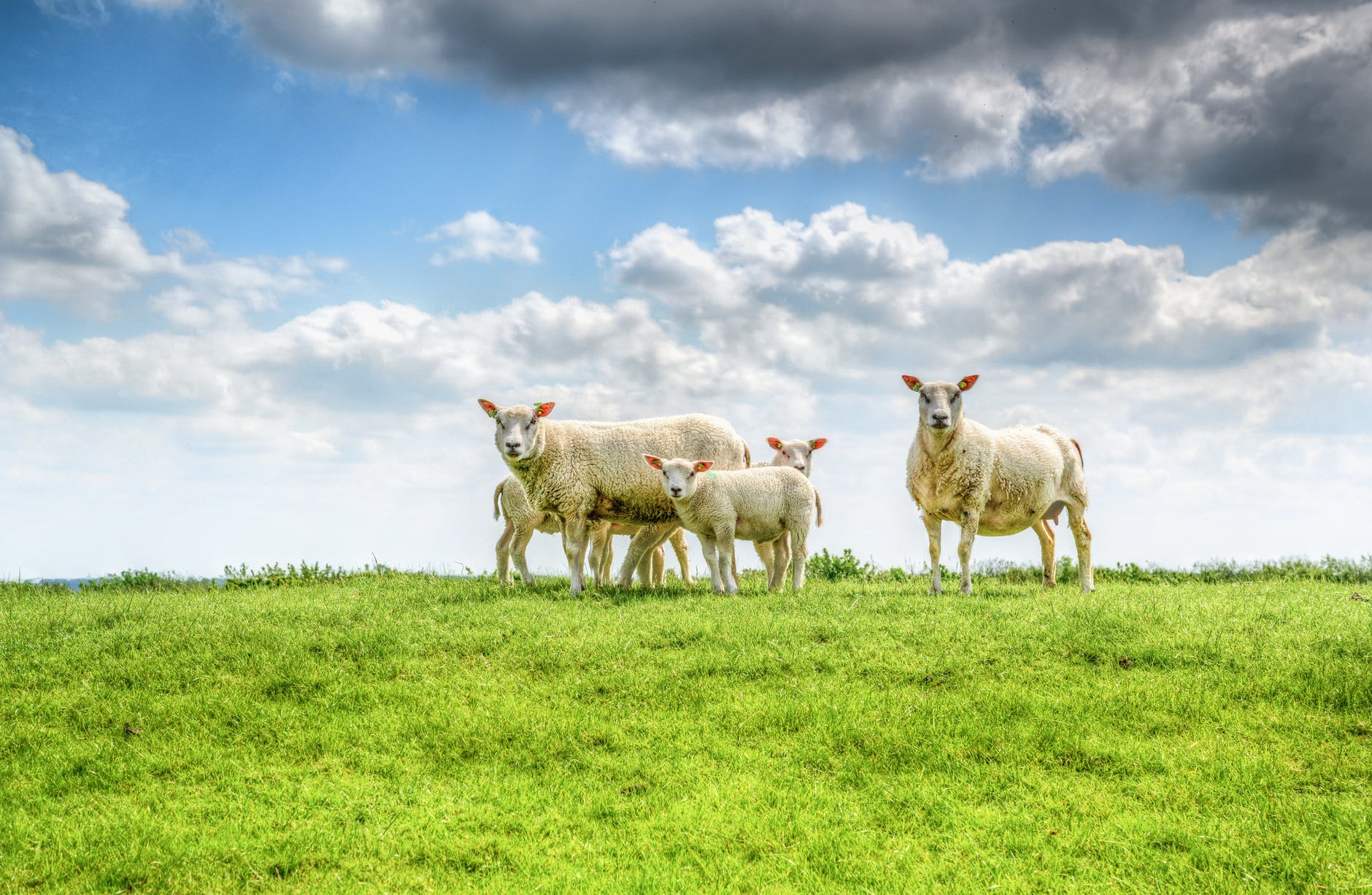 Príčiny hnačky u oviec, liečba a prevencia