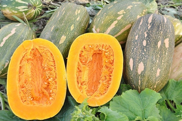 Pumpkin Vitamin – neskoro dozrievajúca odroda s vysokým obsahom karoténu