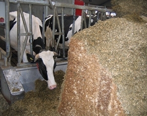 Správne kŕmenie kráv a hovädzieho dobytka