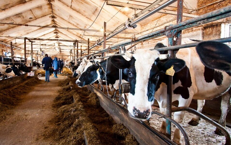 Technológia priviazaného a voľného ustajnenia kráv