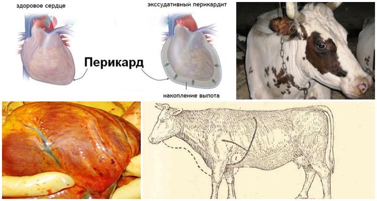Traumatická perikarditída u kráv a hovädzieho dobytka
