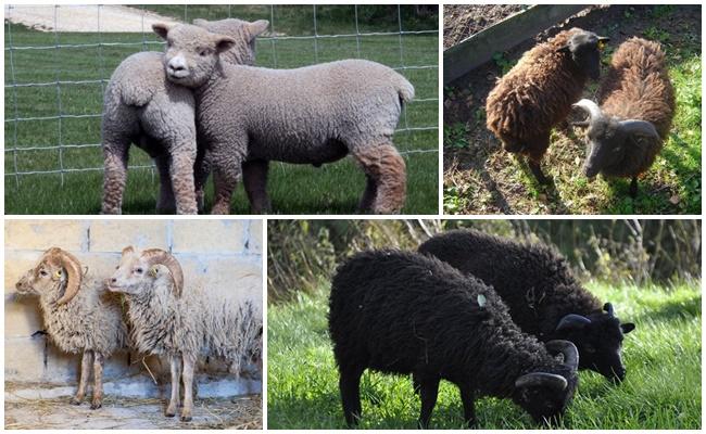 Trpasličí ozdobné ovce Wessent: plemenné znaky