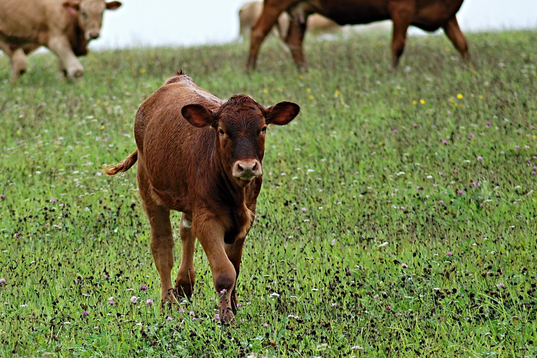 Typy infekcií u teliat a hovädzieho dobytka
